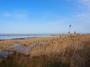 Delta de L'ebre